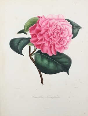 [Берлез Л. Иконография рода камелий или описание и изображения самых красивых и редких камелий...В 3 т.]